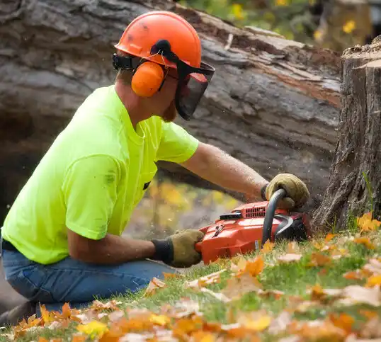 tree services Plain City